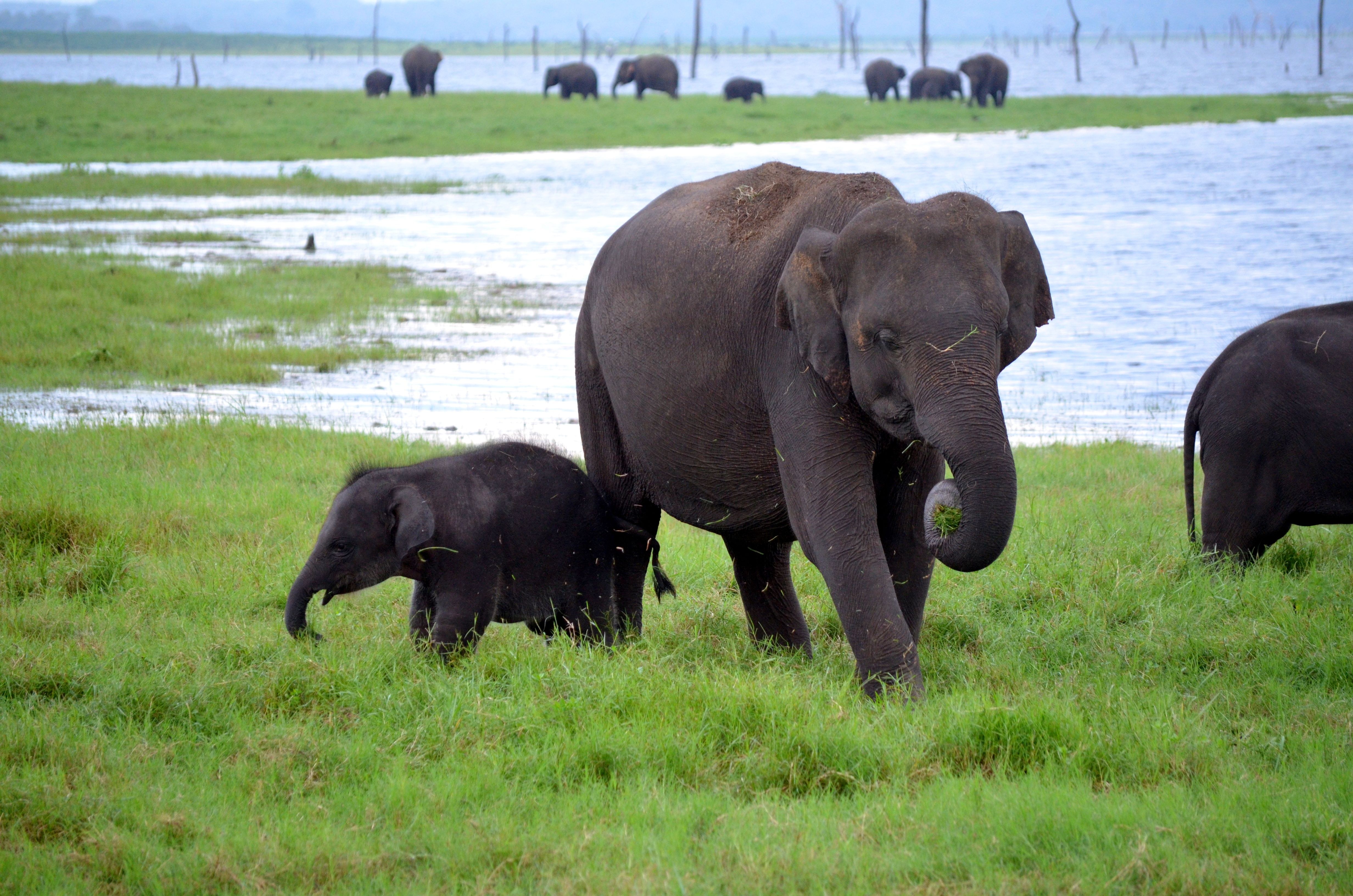 Mother and calf at Minneriya