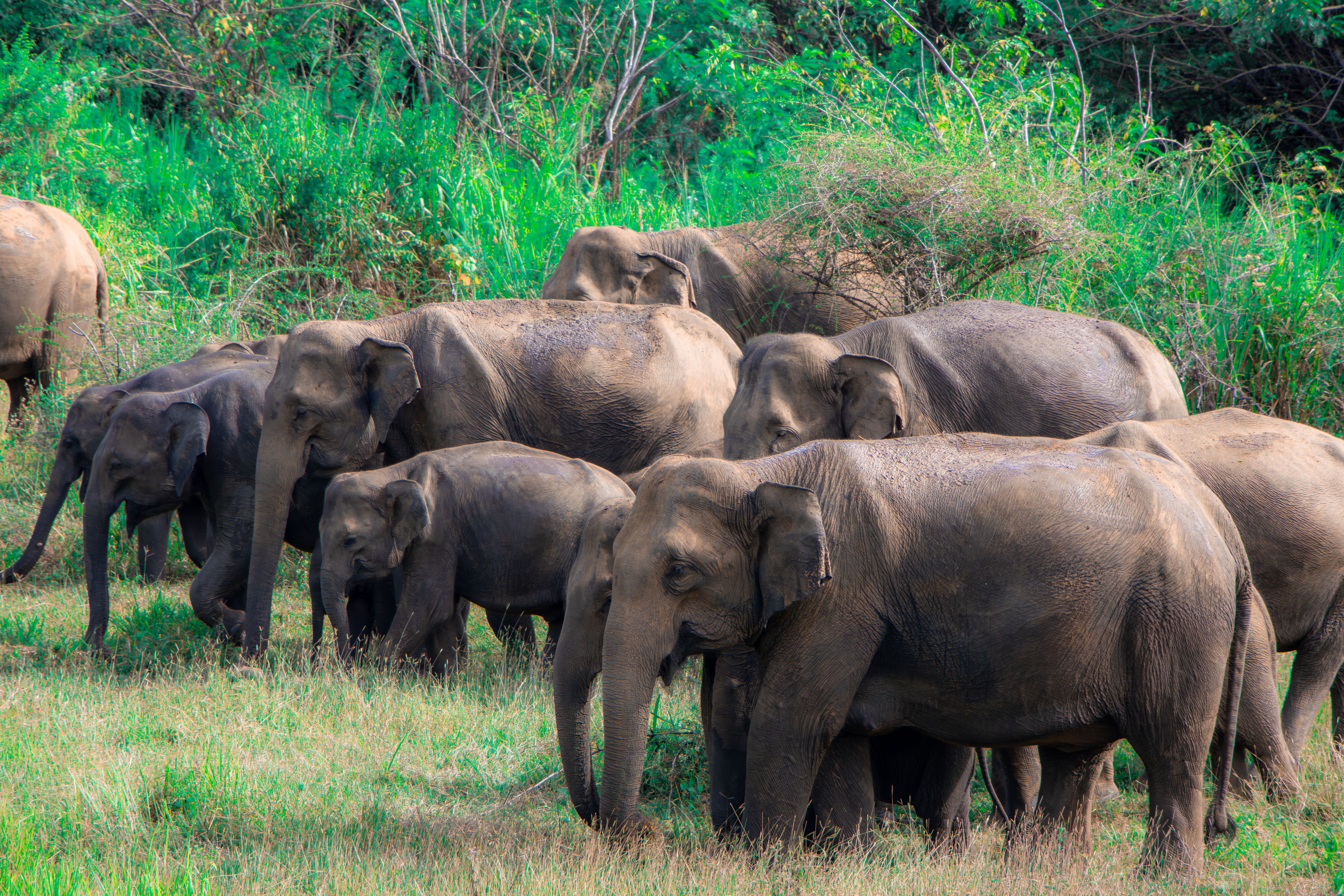 Wild elephant herd Sri Lanka