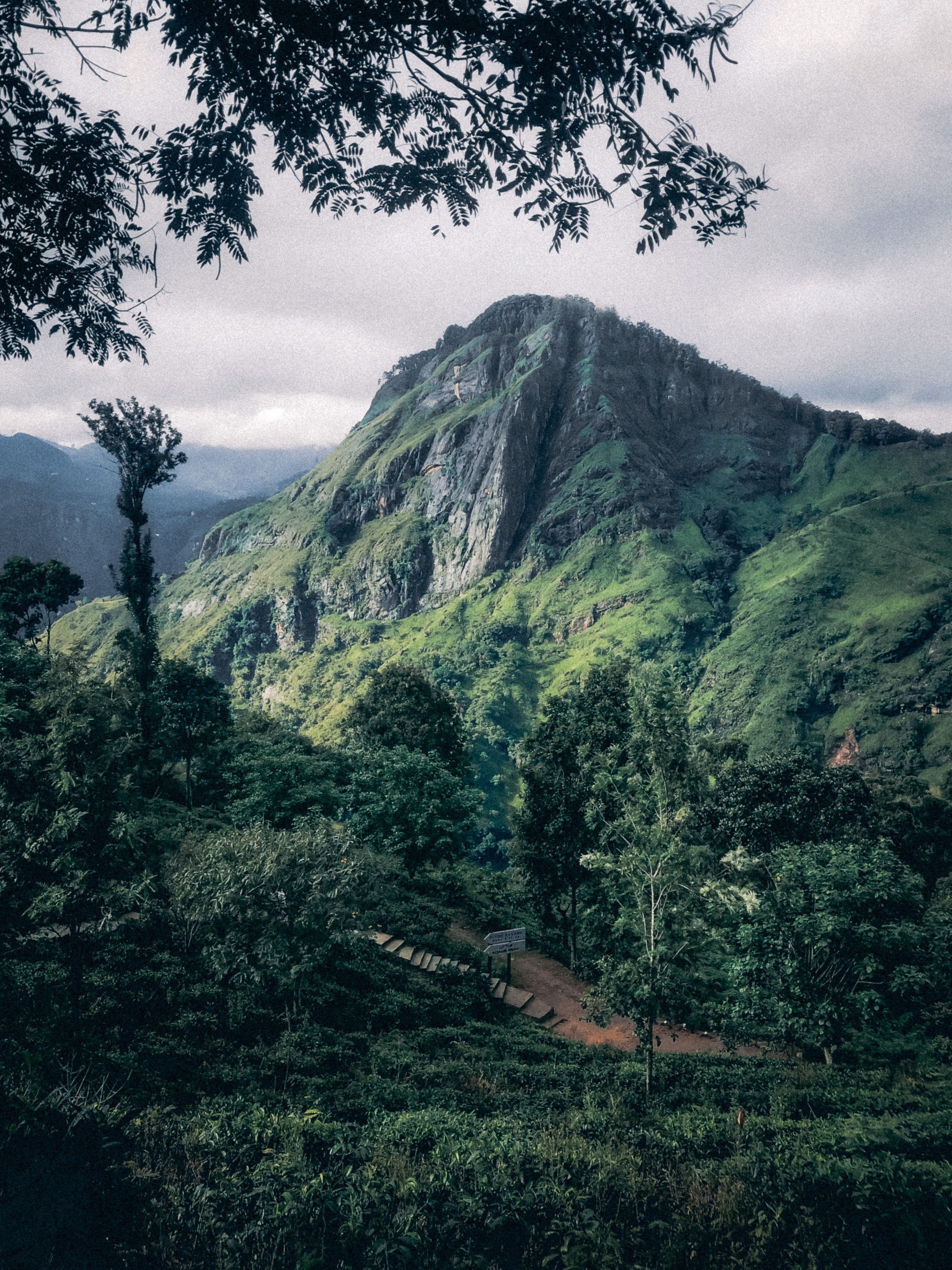 Ella Rock highland mist