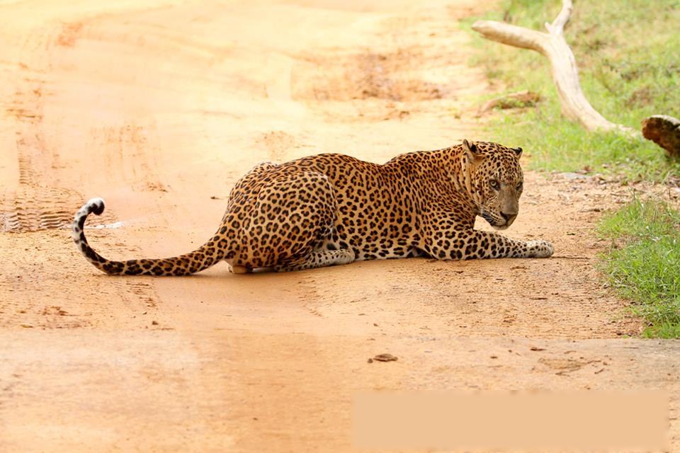 Sri Lankan leopard Yala
