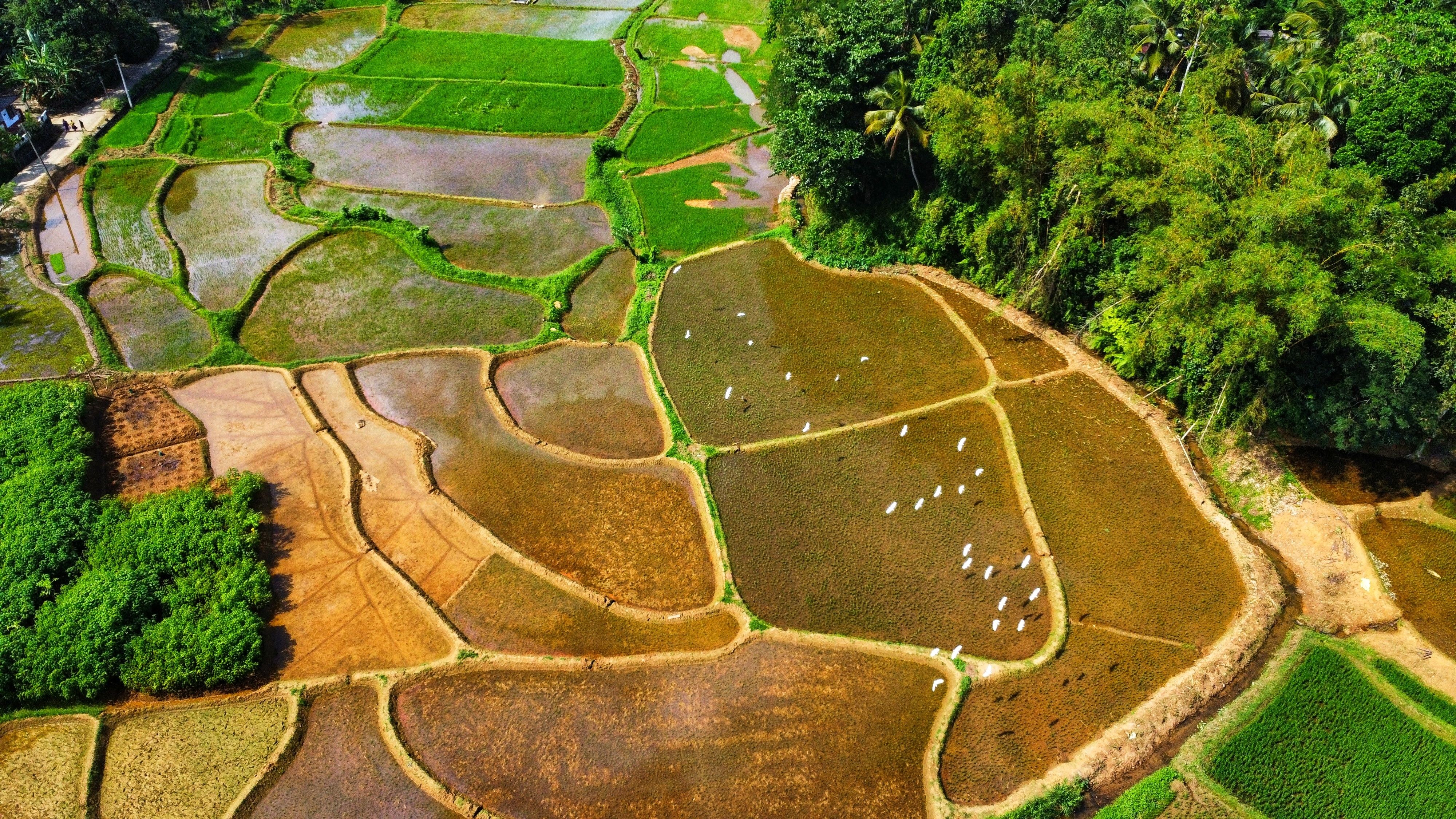 Ancient paddy fields aerial
