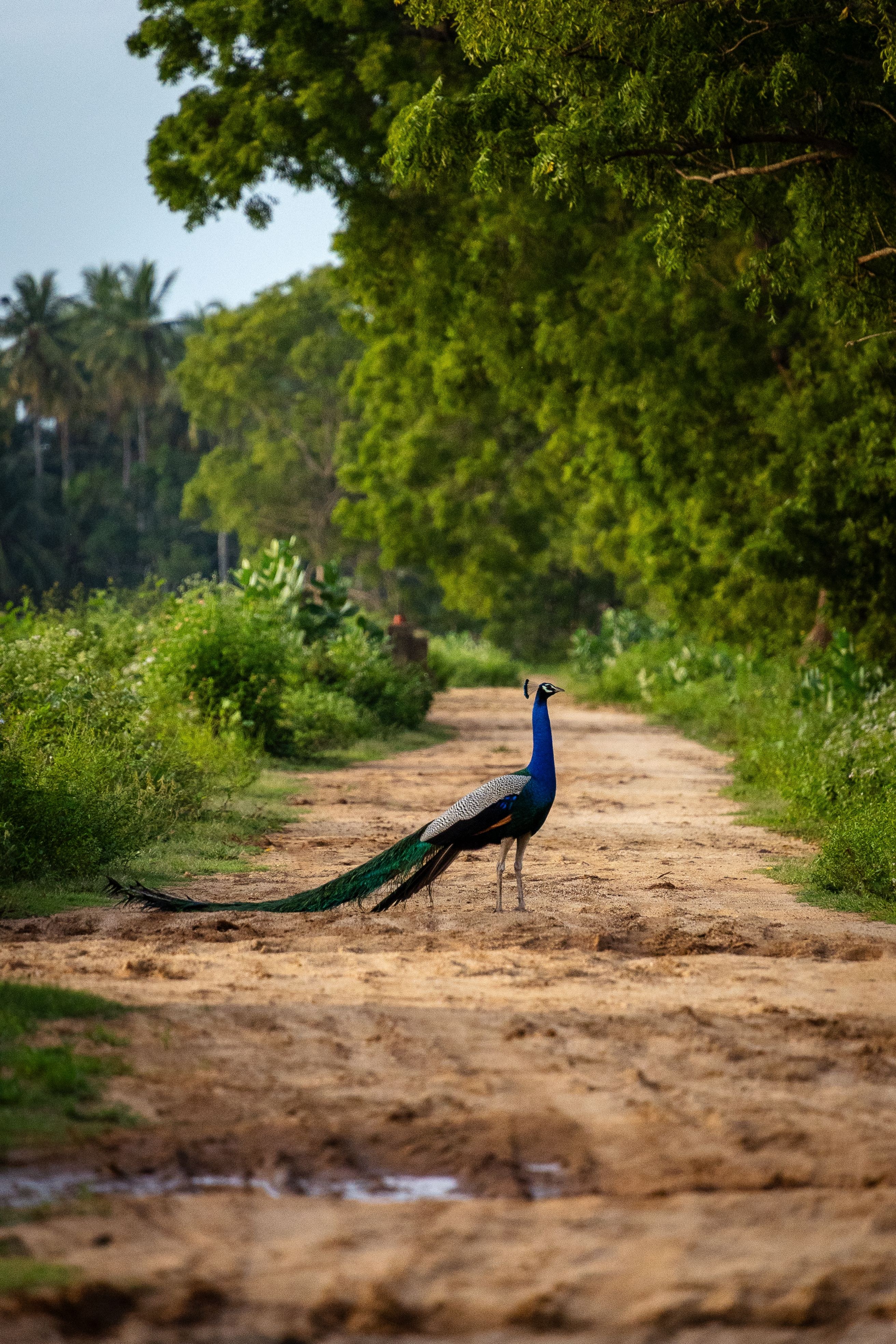 Peacock on jungle path Yala