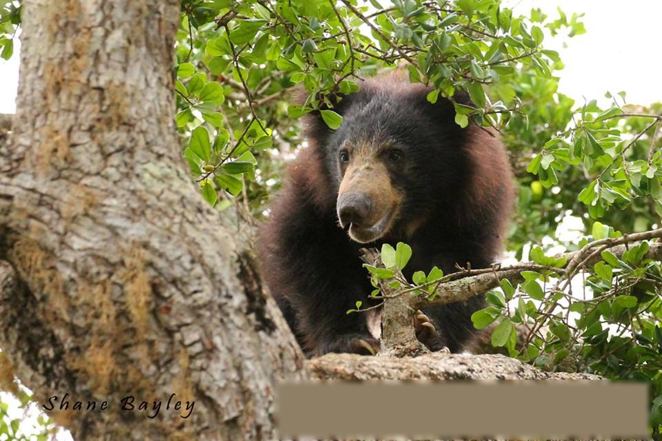 Sloth bear in the canopy Yala