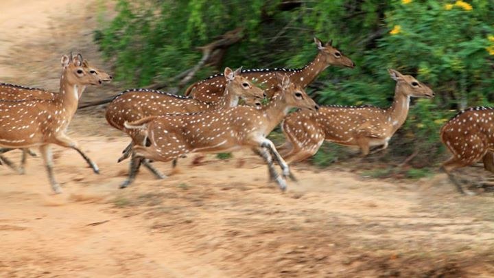 Spotted deer running Yala