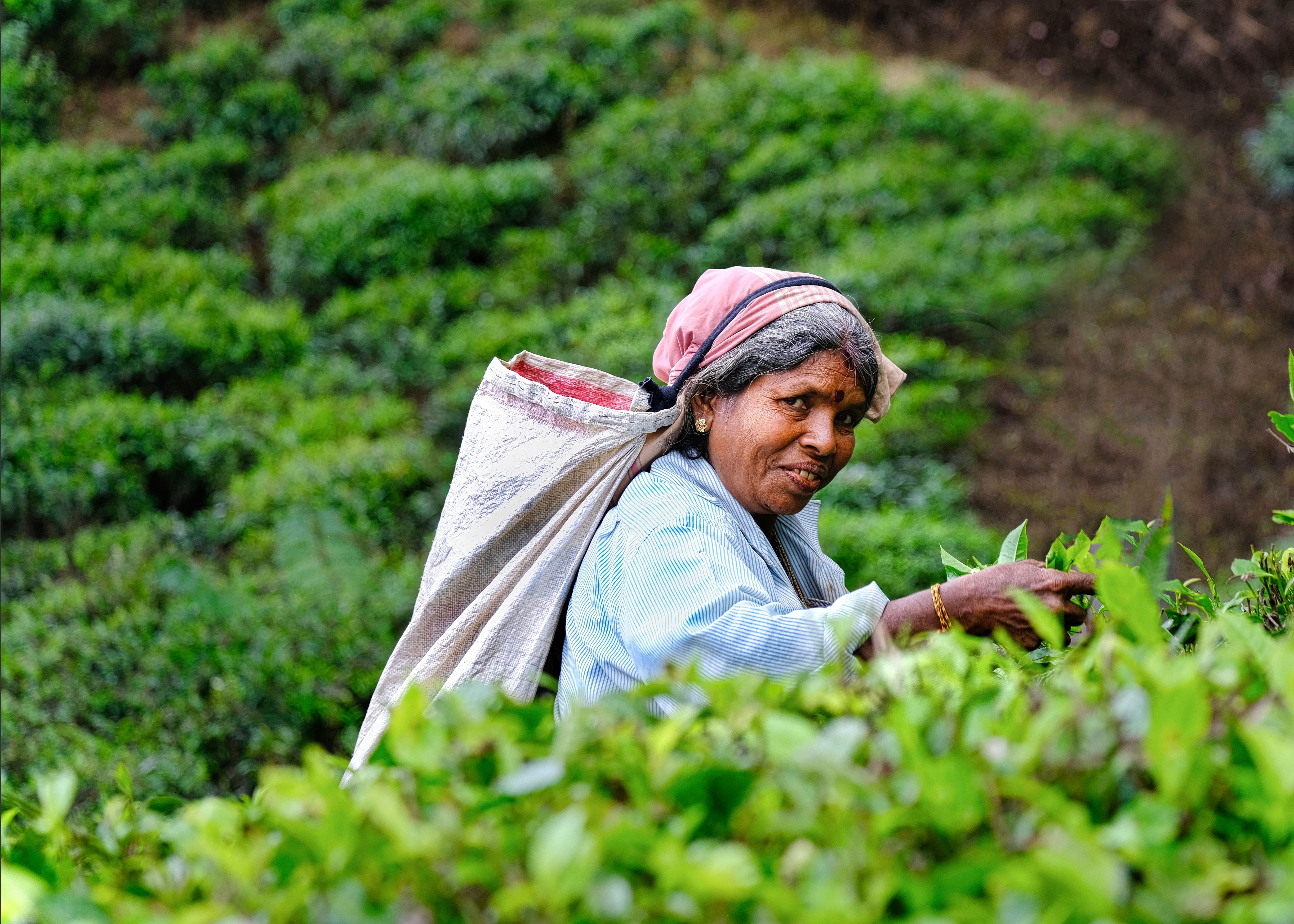 Tea plucker Ceylon tea estates