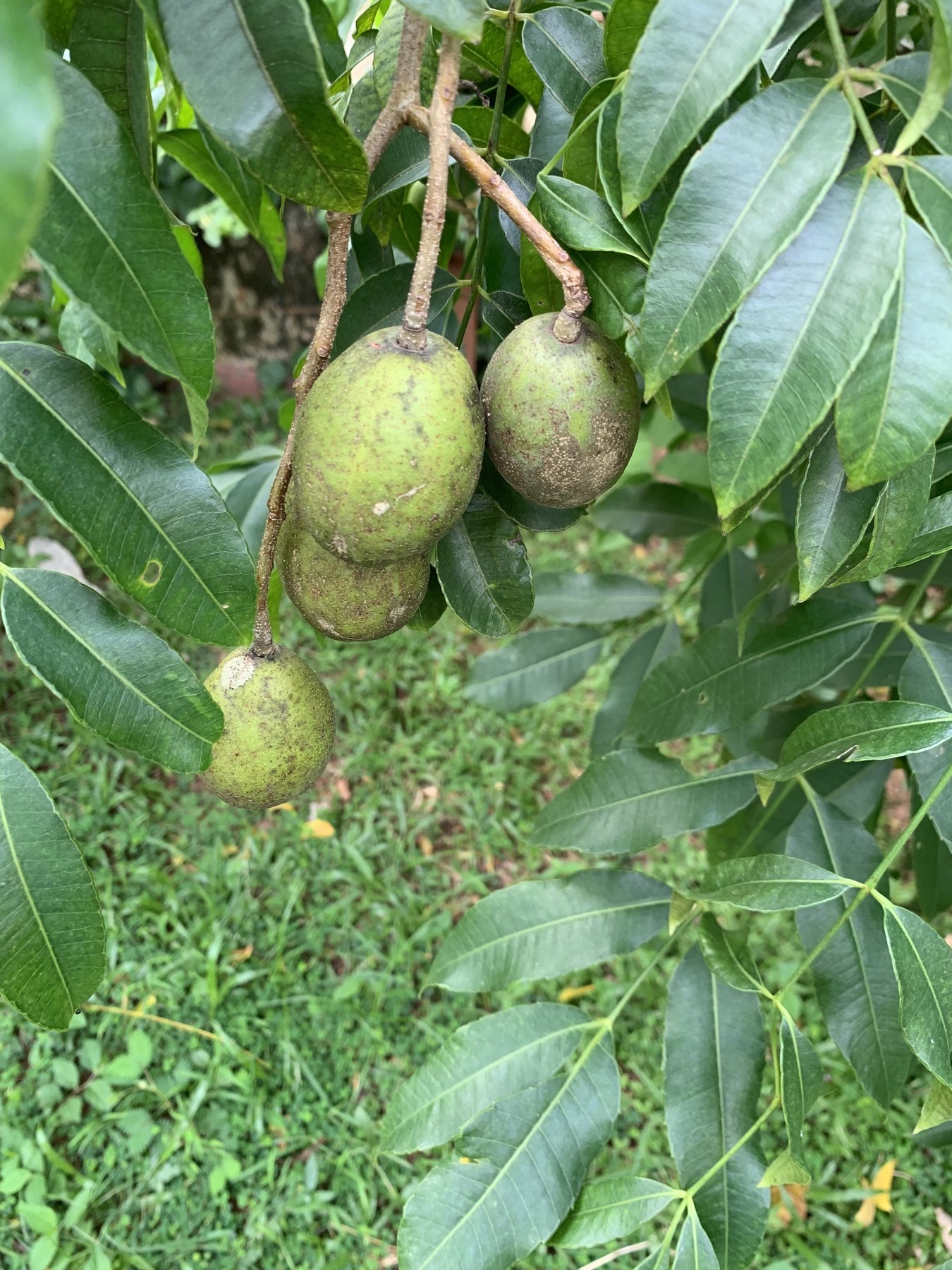 Fresh fruits from a Sri Lankan home garden
