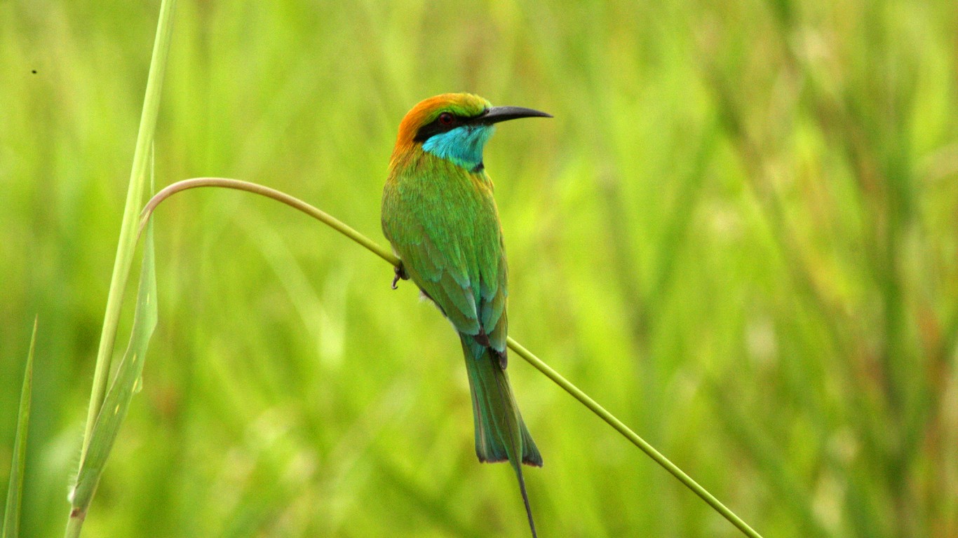 Green bee-eater Wasgamuwa National Park