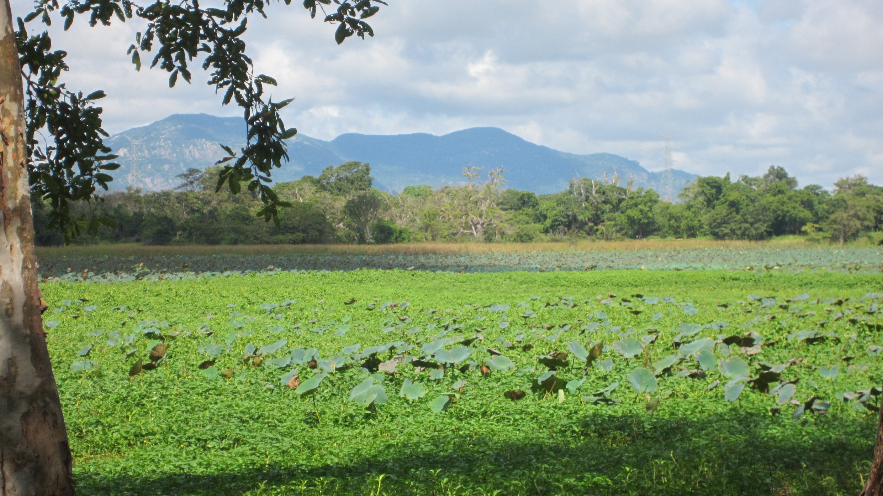 Lush landscape southern Sri Lanka
