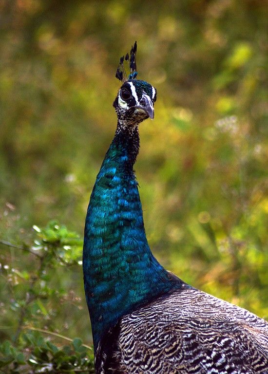 Peacock on jungle path Yala